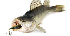 http://hbl.fi/nyheter/2014-07-09/628766/liten-fisk-pa-tallriken-kan-ge-saftiga-boter to_gadda.gif