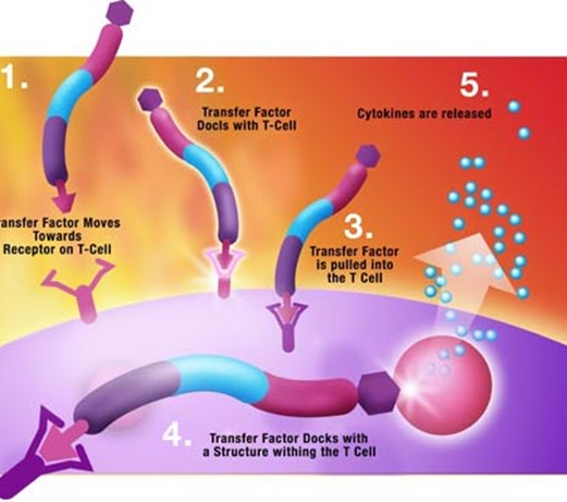 immunsystem